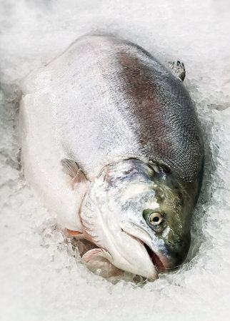 Fresh Salmon Displayed on Ice in a Seafood Market.