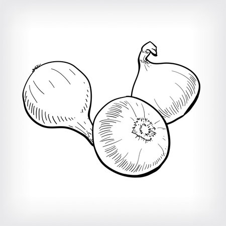 Onion set illustration hand drawn onion set hand drawn.のイラスト素材