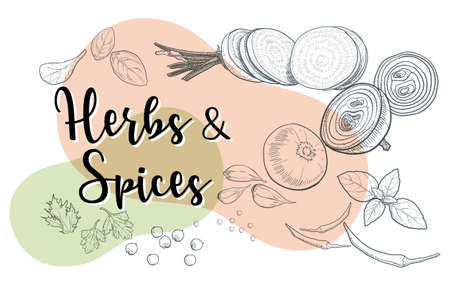 Vector set of natural herbs and spices to prepare delicious and healthy food Botanical illustration.のイラスト素材