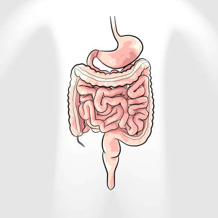 Human organ organs diagram for education. Vector illustrationのイラスト素材