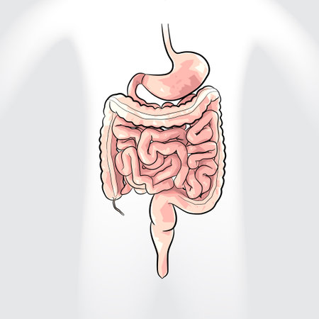 Human organ organs diagram for education. Vector illustrationの写真素材