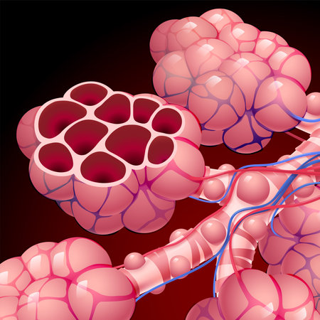 3D illustration of trachea and air sacs in healthy human lungs. medical use Education and Commerce.のイラスト素材