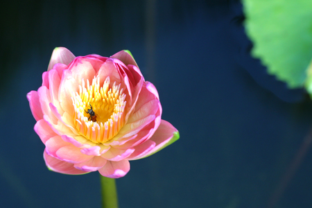 water lily bloomingの写真素材