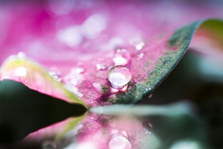 Water drop on leaf