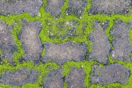 Flora bricksの写真素材