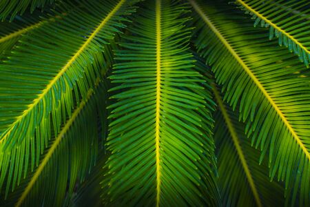 Green palm leaf as background