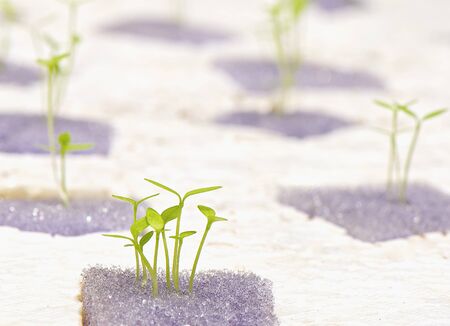 Special Growthの写真素材