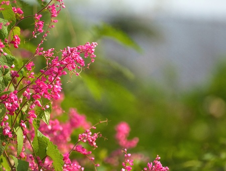 Flower wall and Nature Backgroundの写真素材