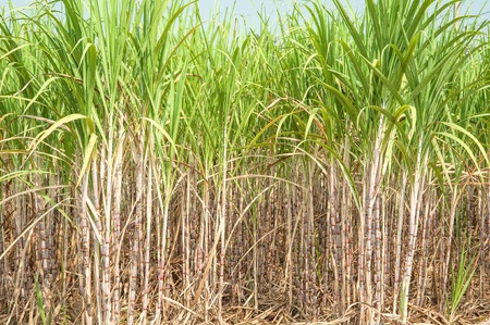 Sugar Cane Plantationの写真素材