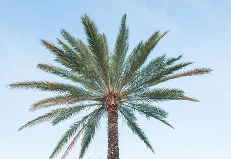 Palm tree with blue sky