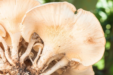 mushroom in forest の写真素材