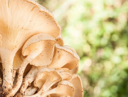 mushroom in forest の写真素材