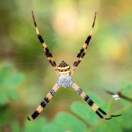 spiderの写真素材