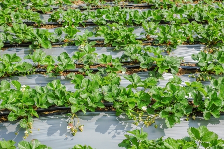 Strawberry fieldの写真素材