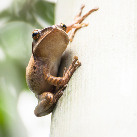 Frog resting at treeの写真素材