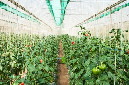 Pepper farm in Thailandの写真素材