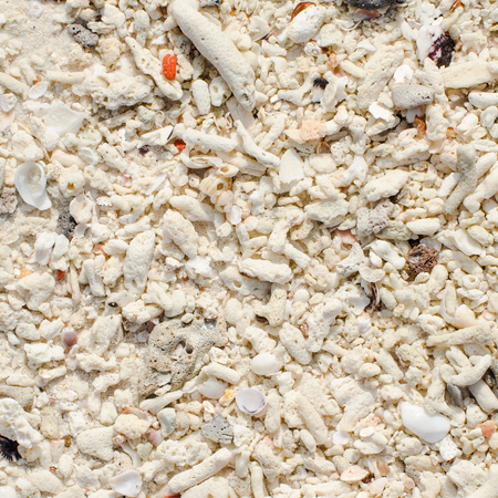 White coral at the beachの写真素材