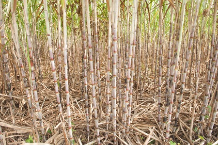 Sugar Cane Plantationの写真素材