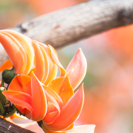 Bastard Teak Flower bloom