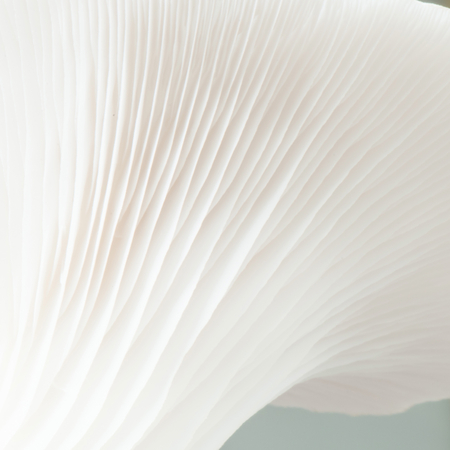 Oyster mushroom closeupの写真素材