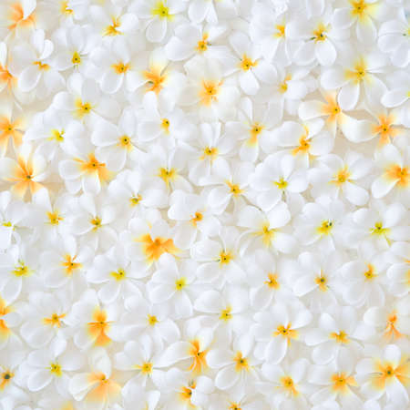 Plumeria Backgroundの写真素材