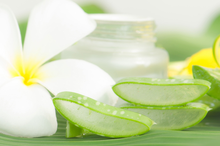 Aloe vera plant for skincareの写真素材