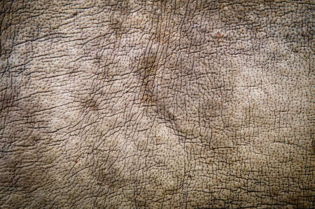 Rhinoceros Skin texturedの写真素材