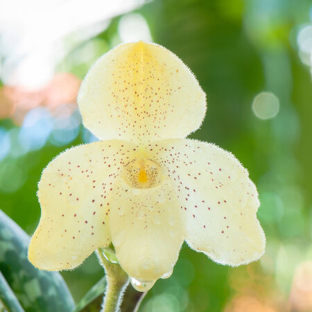 Paphiopedilum Orchidの写真素材