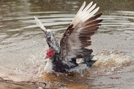 Duck playing on the waterの写真素材