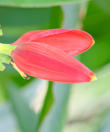 Banana flowerの写真素材