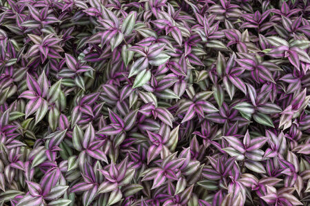 Leaves backgroundの写真素材