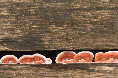 Ganoderma Lucidum mushroomの写真素材