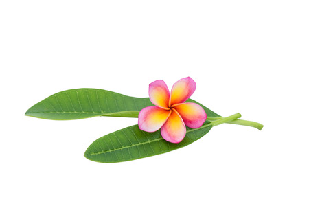 Frangipani isolated with clipping pathの写真素材