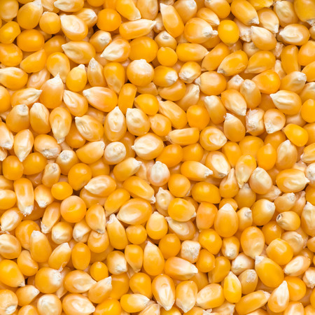 Raw popcorn