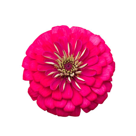 Zinnia flower with clipping pathの写真素材