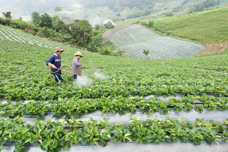 CHIANG MAI, THAILAND - October 2014: Thai farmer spraying strawberry plant garden on October 20, 2011 on a strawberry garden at  Chiang Mai, Thailand.のeditorial素材