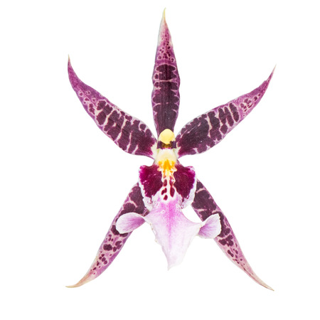 Cymbidium orchid Flower isolatedの写真素材