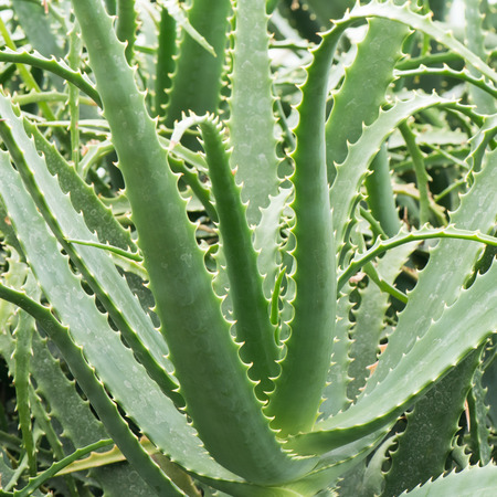 Aloe Veraの写真素材