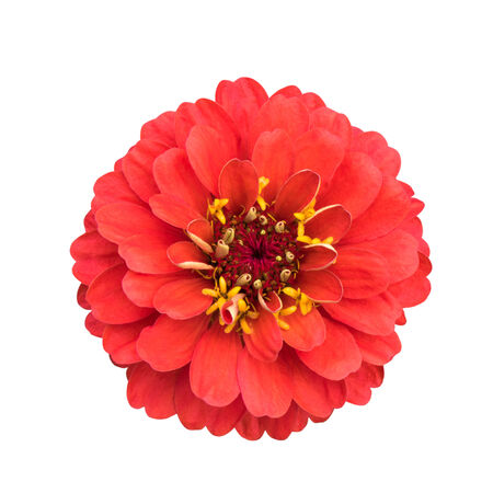 Red zinnia flower on white backgroundの写真素材