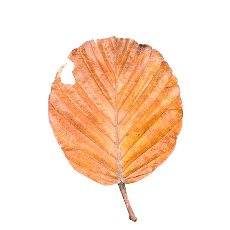 Dry leaf on white backgroundの写真素材