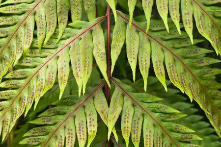 Leaf fern close-upの写真素材