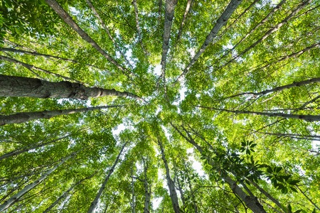Mangroves forest low angle viewの写真素材