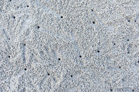 Ghost crab holes at the beachの写真素材