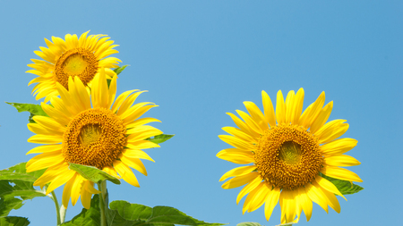 sunflowersの写真素材