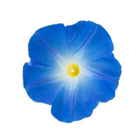 Morning glory isolated on whiteの写真素材