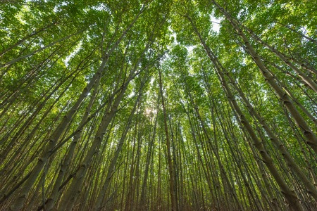 Mangrove tree Low angle viewの写真素材