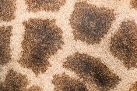 Close up of giraffe fur