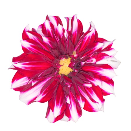 Red Dahlia Flower Isolatedの写真素材
