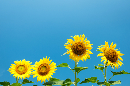 Sunflowerの写真素材