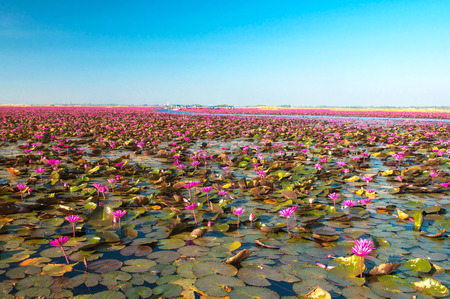 View of pink water lily at the lakeの写真素材